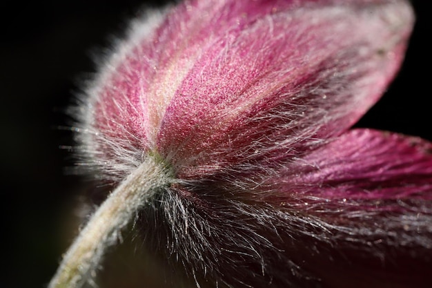 Foto close-up van een roze bloem op een zwarte achtergrond