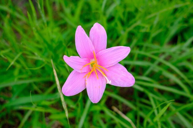 Close-up van een roze bloem op het veld