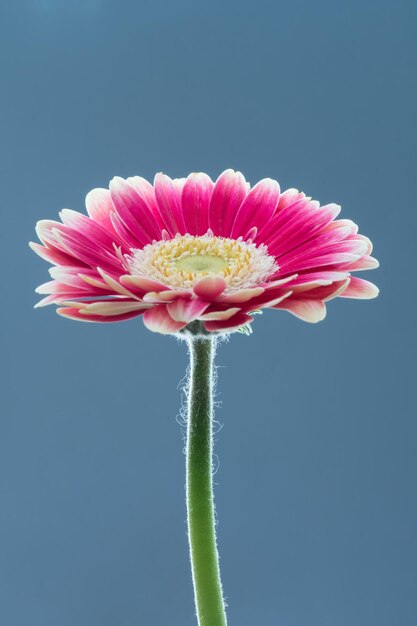 Close-up van een roze bloem tegen een heldere lucht