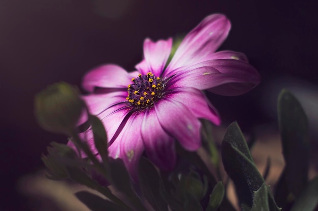 Close-up van een roze bloem tegen een wazige achtergrond.