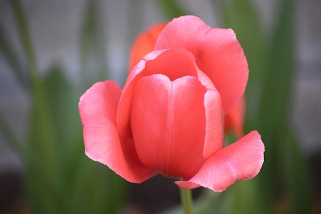 Close-up van een roze bloem tegen een wazige achtergrond
