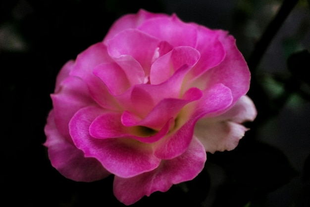 Close-up van een roze bloem tegen een wazige achtergrond