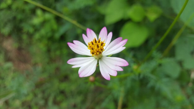 Foto close-up van een roze bloem