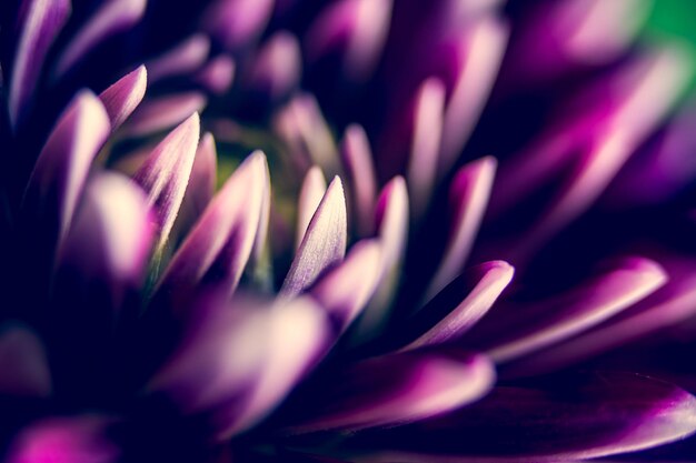 Foto close-up van een roze bloem