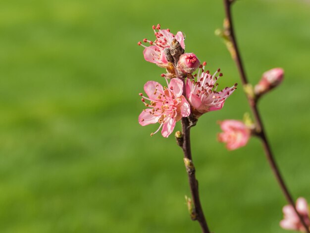 Foto close-up van een roze bloem