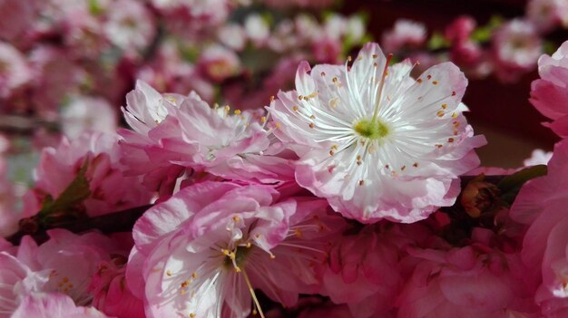 Foto close-up van een roze bloem