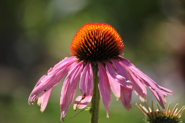 Foto close-up van een roze bloem