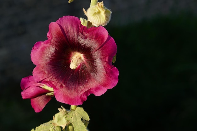 Close-up van een roze bloem