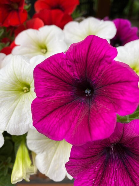 Foto close-up van een roze bloem