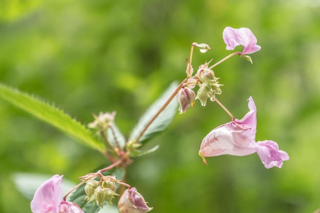 Foto close-up van een roze bloem