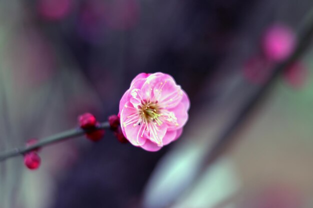 Close-up van een roze bloem