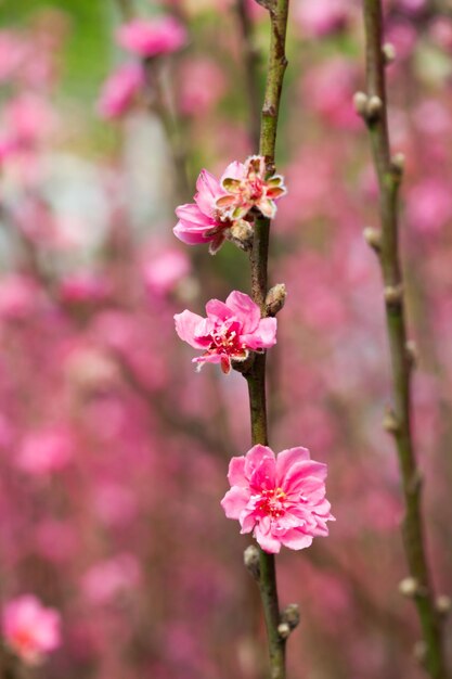 Close-up van een roze bloem