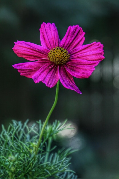 Close-up van een roze bloem
