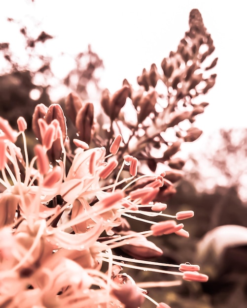 Foto close-up van een roze bloem