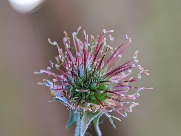 Foto close-up van een roze bloem