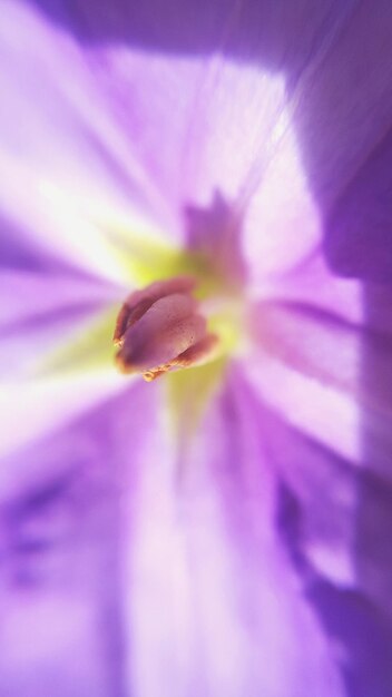 Foto close-up van een roze bloem