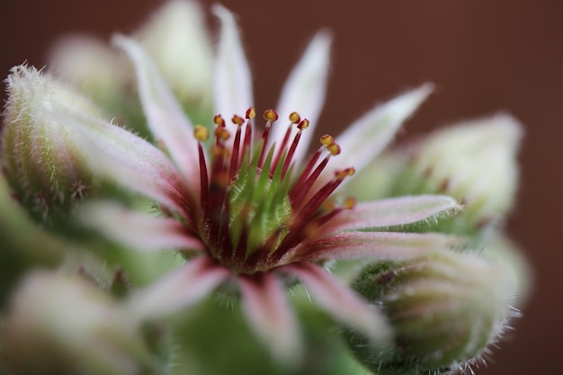 Foto close-up van een roze bloem