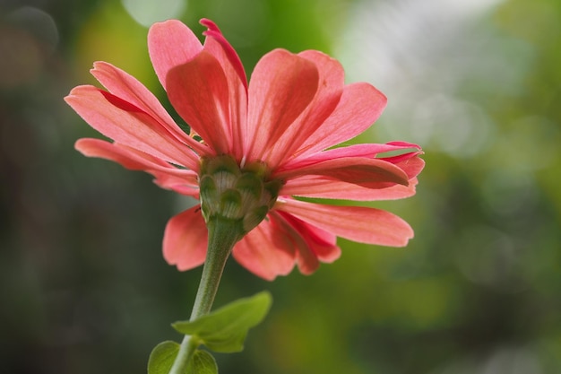 Foto close-up van een roze bloem