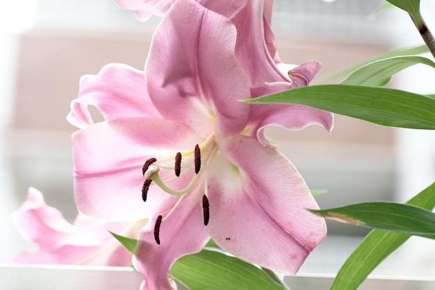 Close-up van een roze bloem