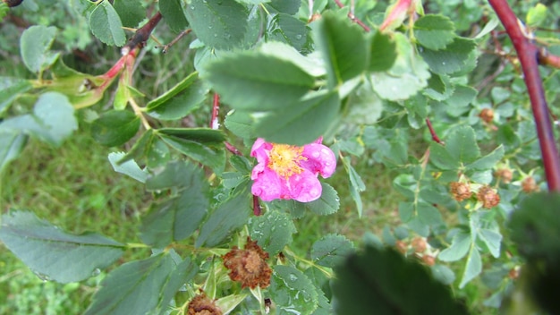 Foto close-up van een roze bloem