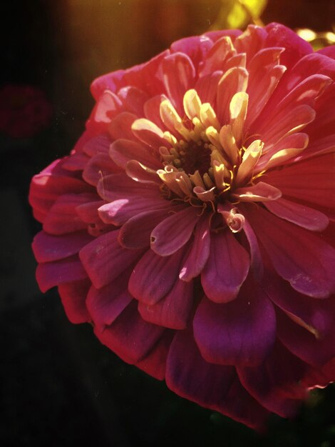 Foto close-up van een roze bloem