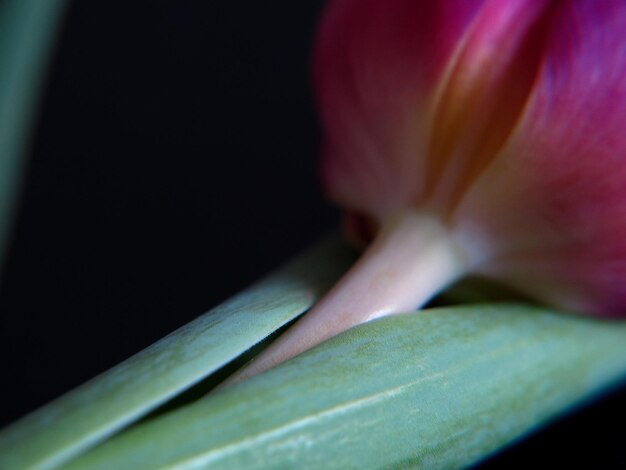 Foto close-up van een roze bloem