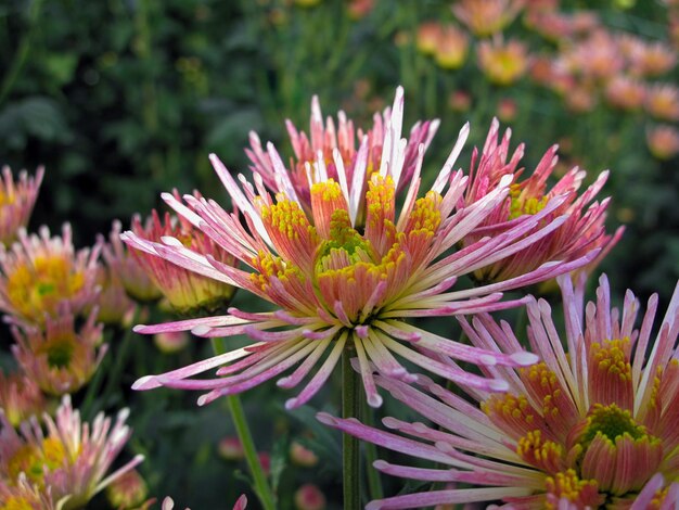 Foto close-up van een roze bloem