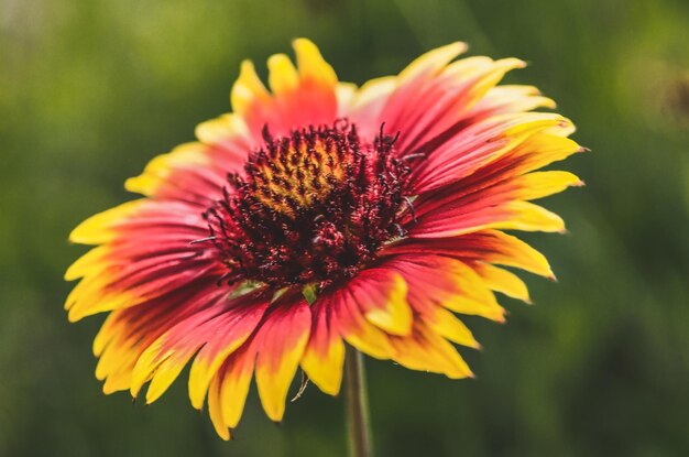 Foto close-up van een roze bloem