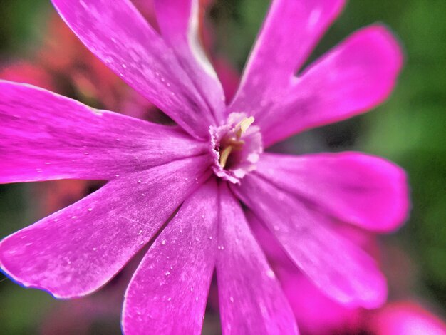 Foto close-up van een roze bloem