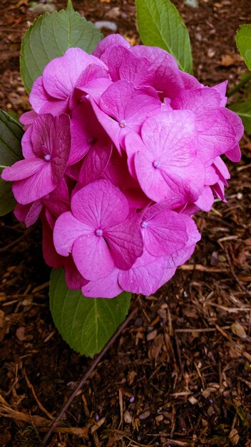 Foto close-up van een roze bloem