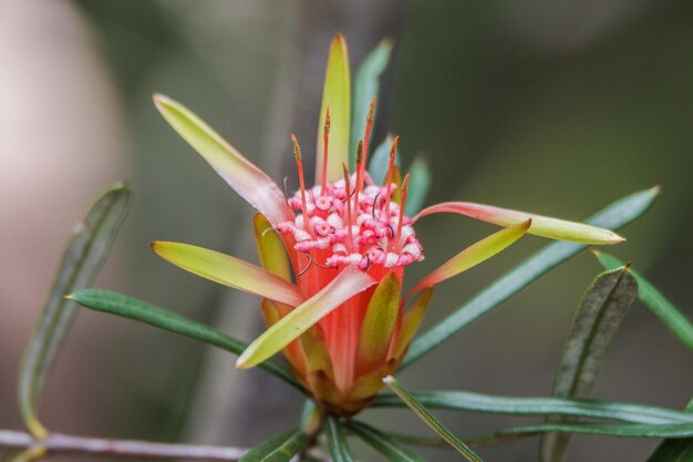 Foto close-up van een roze bloem