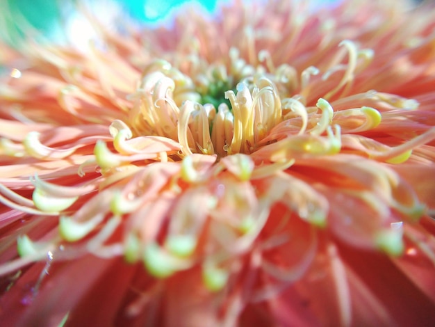 Foto close-up van een roze bloem