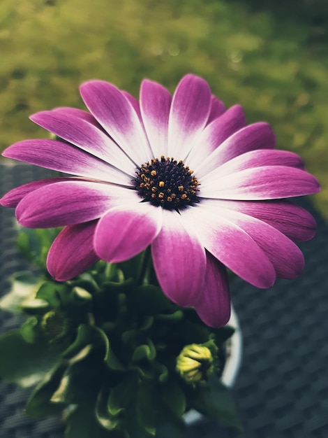 Foto close-up van een roze bloem