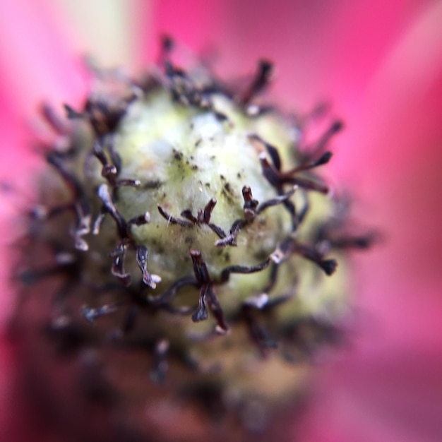 Foto close-up van een roze bloem