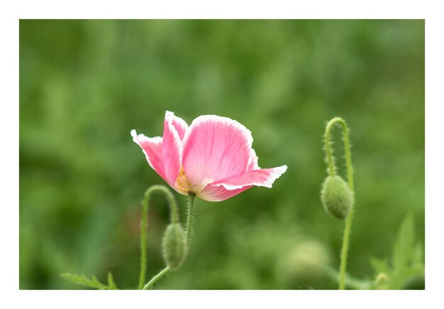 Foto close-up van een roze bloem