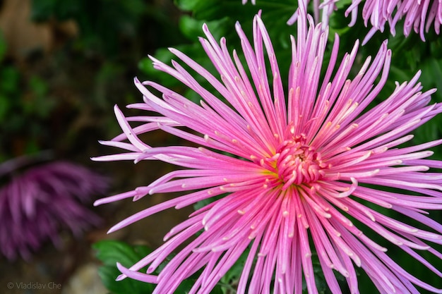 Close-up van een roze bloem