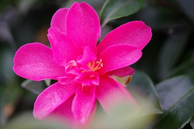 Foto close-up van een roze bloem