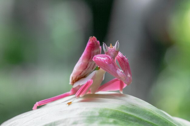 Foto close-up van een roze bloem