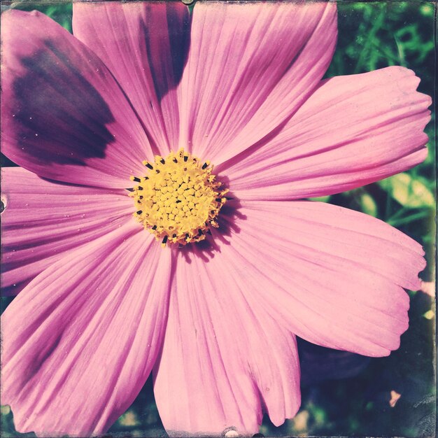 Close-up van een roze bloem