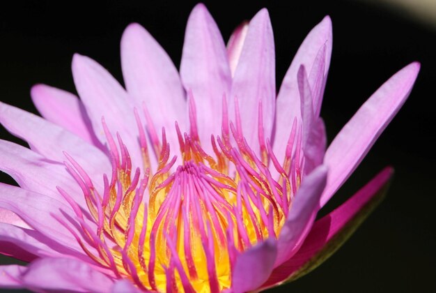 Foto close-up van een roze bloem