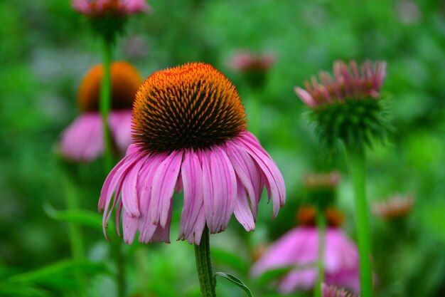 Foto close-up van een roze bloem