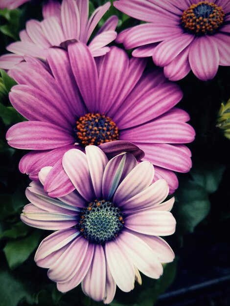 Foto close-up van een roze bloem