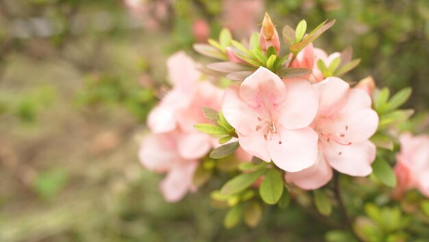 Close-up van een roze bloem