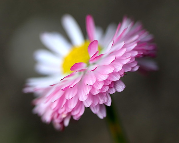 Foto close-up van een roze bloem