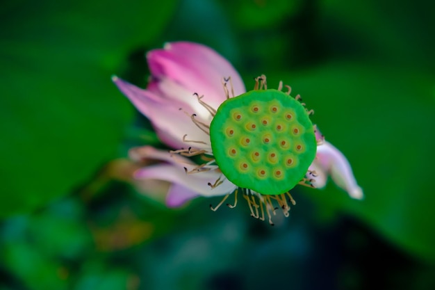 Foto close-up van een roze bloem