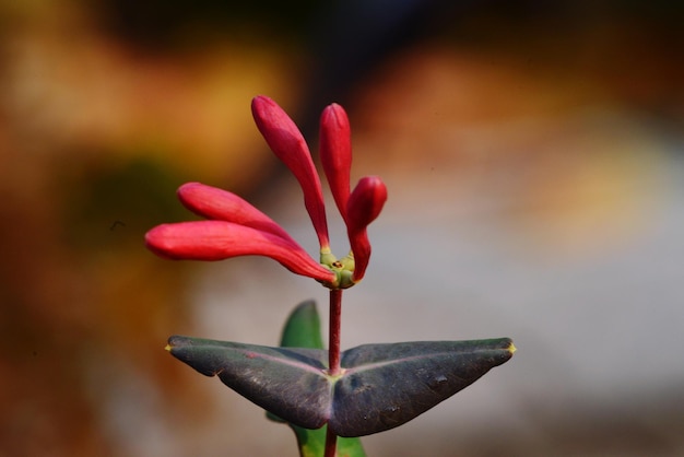 Foto close-up van een roze bloem