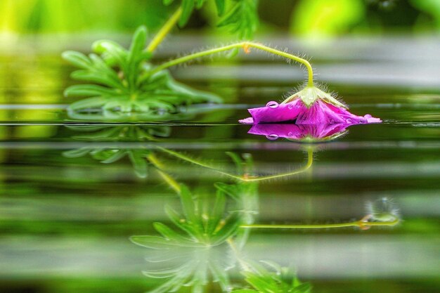 Foto close-up van een roze bloem