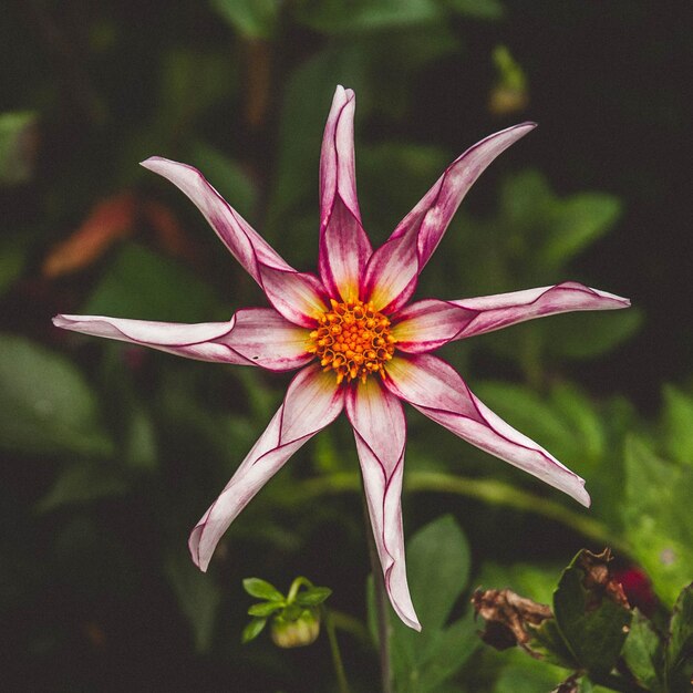 Close-up van een roze bloem