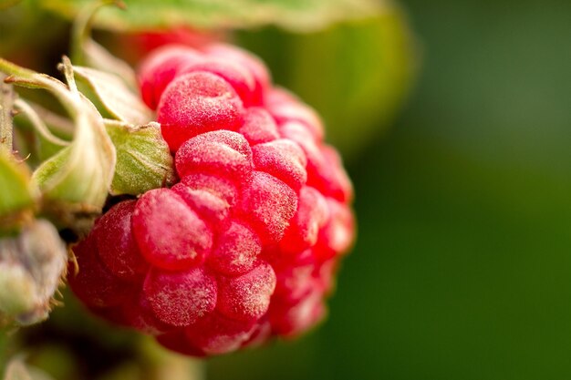 Close-up van een roze bloem