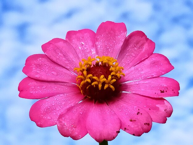 Foto close-up van een roze bloem